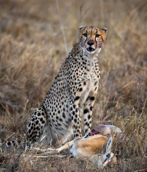 Cheetah sitting and eating prey, Serengeti National Park, Tanzania, Africa