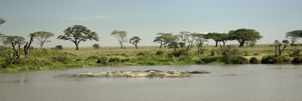 hippo pool at the Serengeti